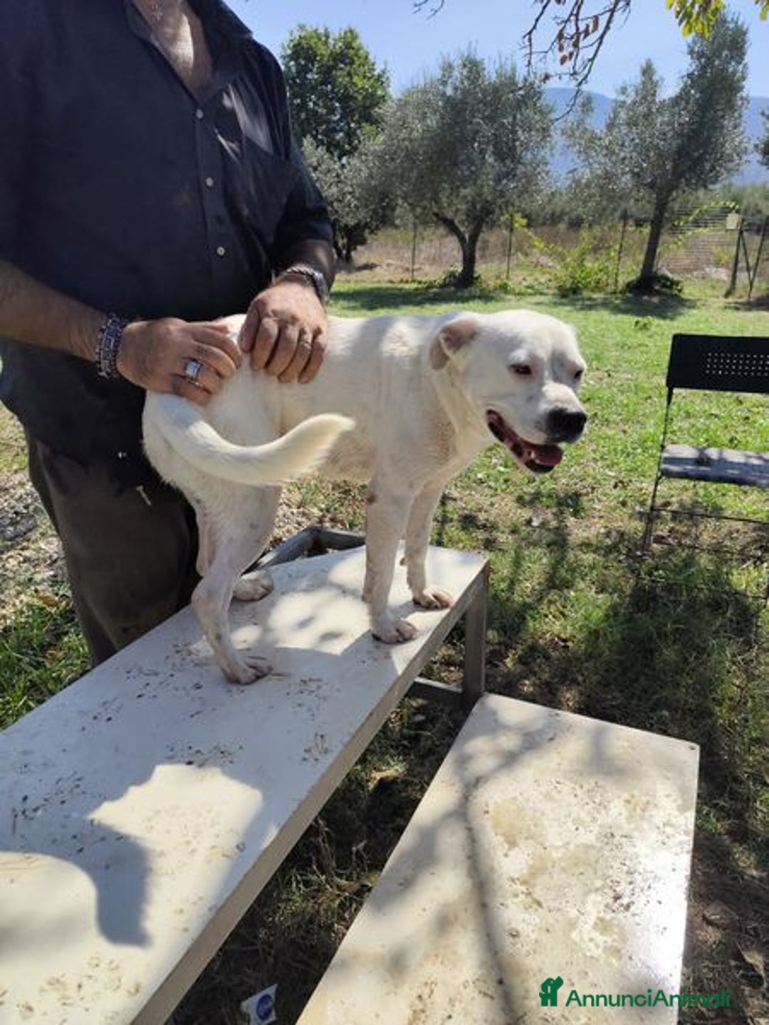 Meticcio cani in regalo: SIMBA simil Staffordshire Bull Terrier - Annuncio 9