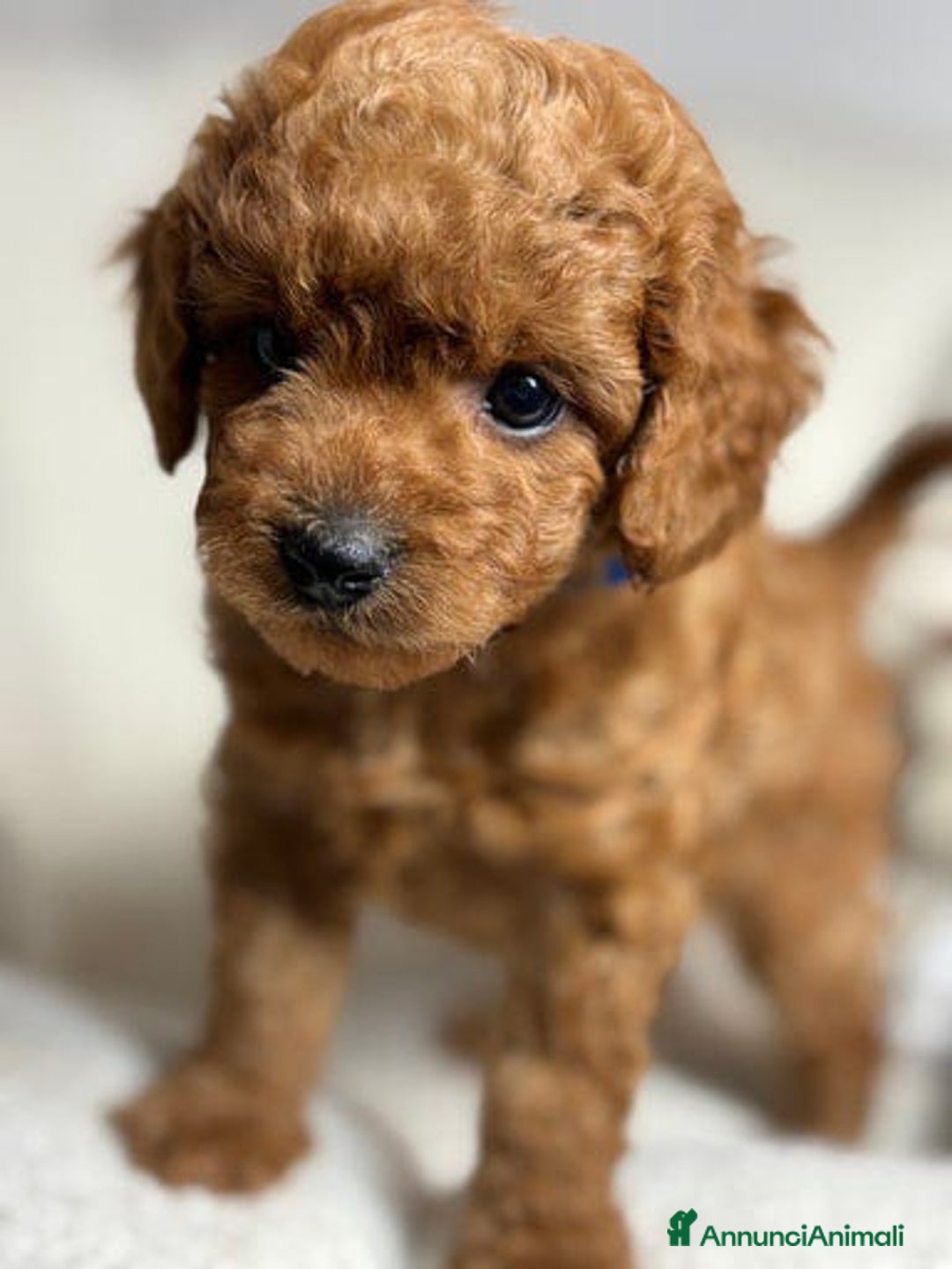 Meticcio cani in vendita: Cuccioli di Mini Goldendoodle F1BB - Annuncio 28