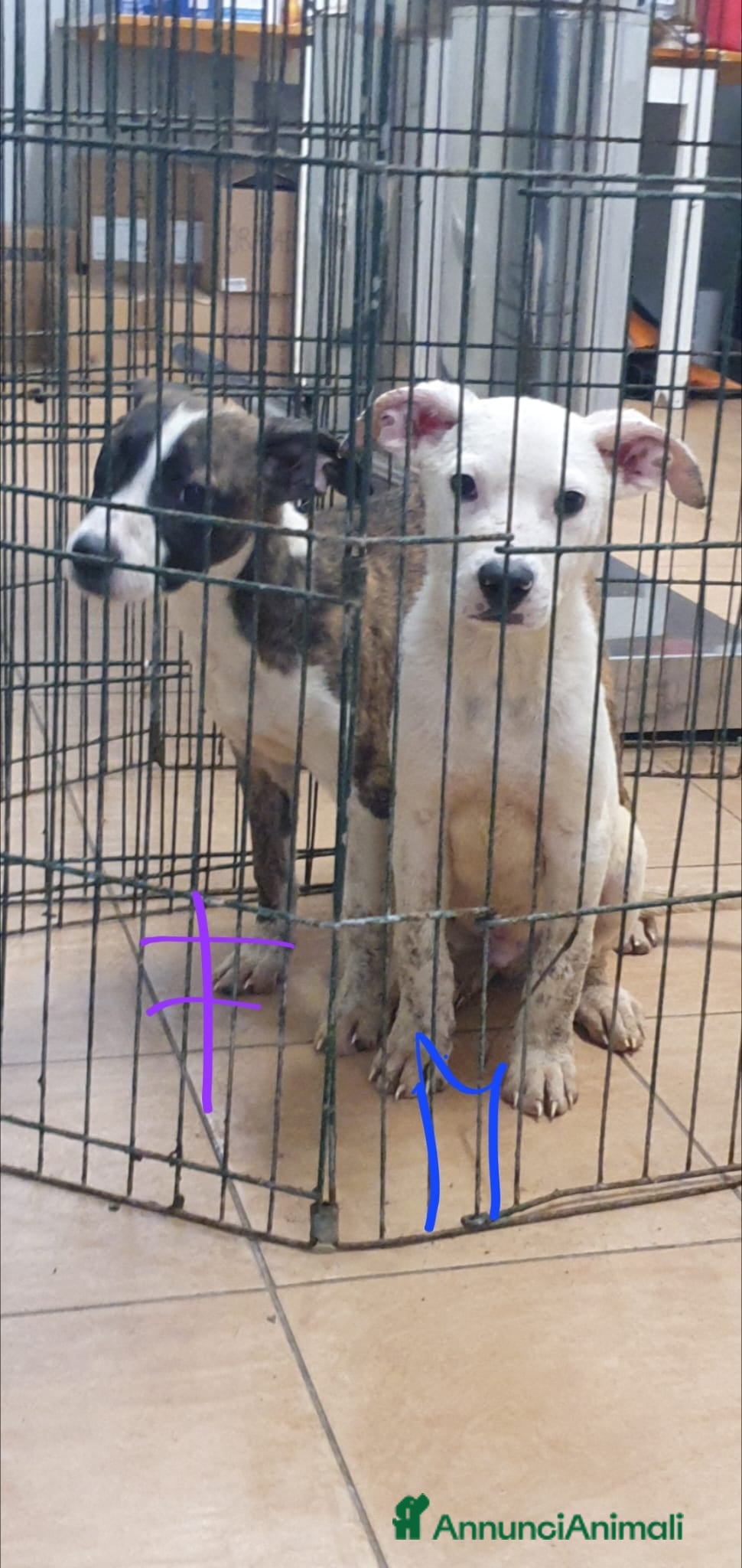 Pitbull cani Pitbul cuccioli in Canile - Annuncio 5