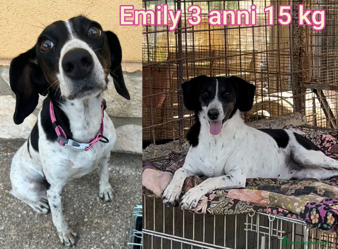 Meticcio cani in regalo: CANI DI TAGLIA PICCOLA E CONTENUTA! - Annuncio 8