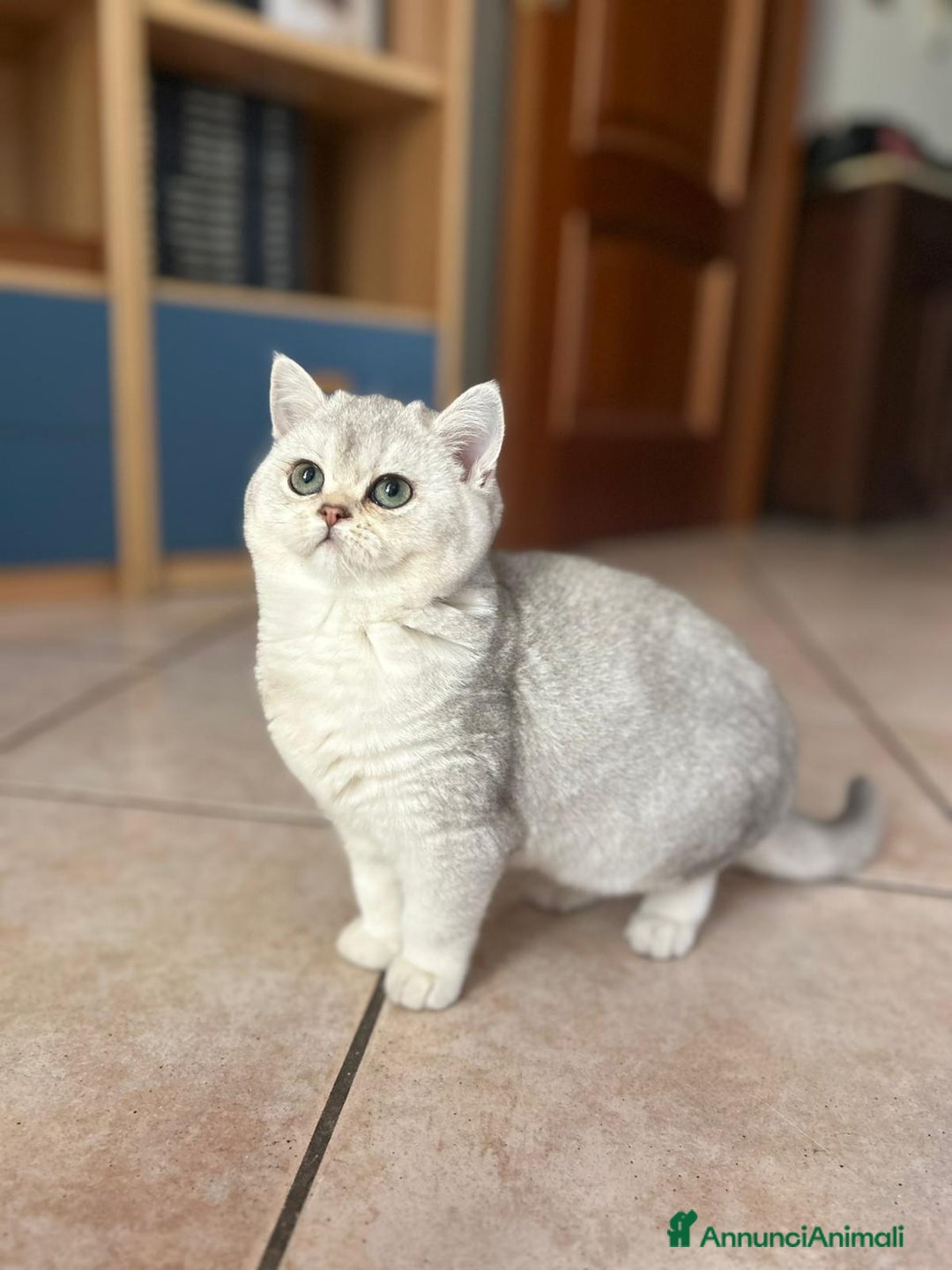 Scottish gatti in vendita: CICCIOLA SCOTTISH STRAIGHT - Annuncio 4