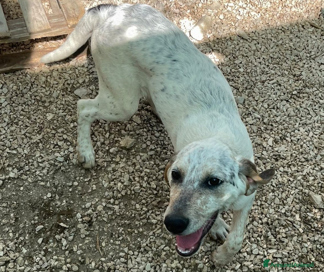 Meticcio cani in regalo: TENERA SEGUGINA IN CERCA DI CASA a Provincia di Pavia - Annuncio 1