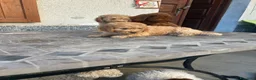 Barboncino cani in vendita: Barboncini nani a Provincia di Alessandria - Annuncio 5