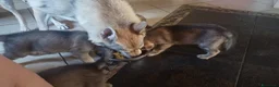 Lupo Cecoslovacco cani in vendita: Lupo cecoslovacco cuccioli - Annuncio 6