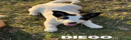 Meticcio cani in regalo: DIEGO, simpatico nanetto TG PICCOLA! Zampacorta - Annuncio 2