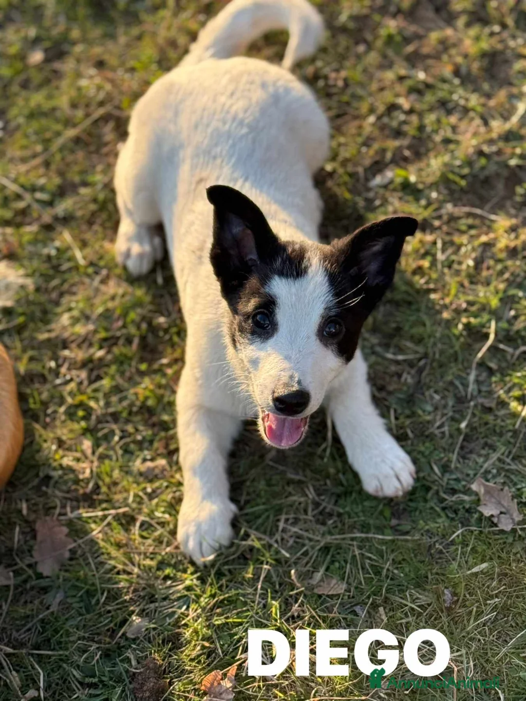 Meticcio cani in regalo: DIEGO, simpatico nanetto TG PICCOLA! Zampacorta - Annuncio 2