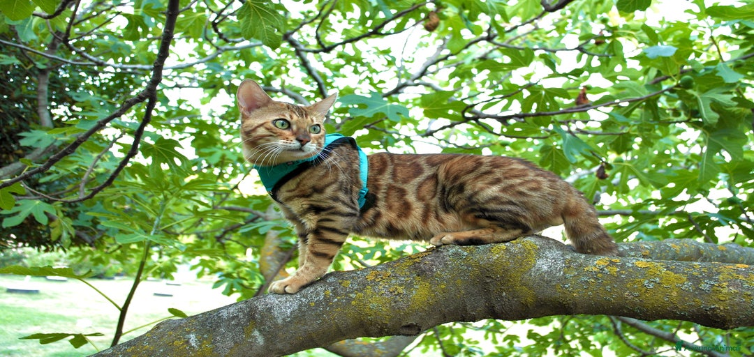 Immagine della galleria {{count}}