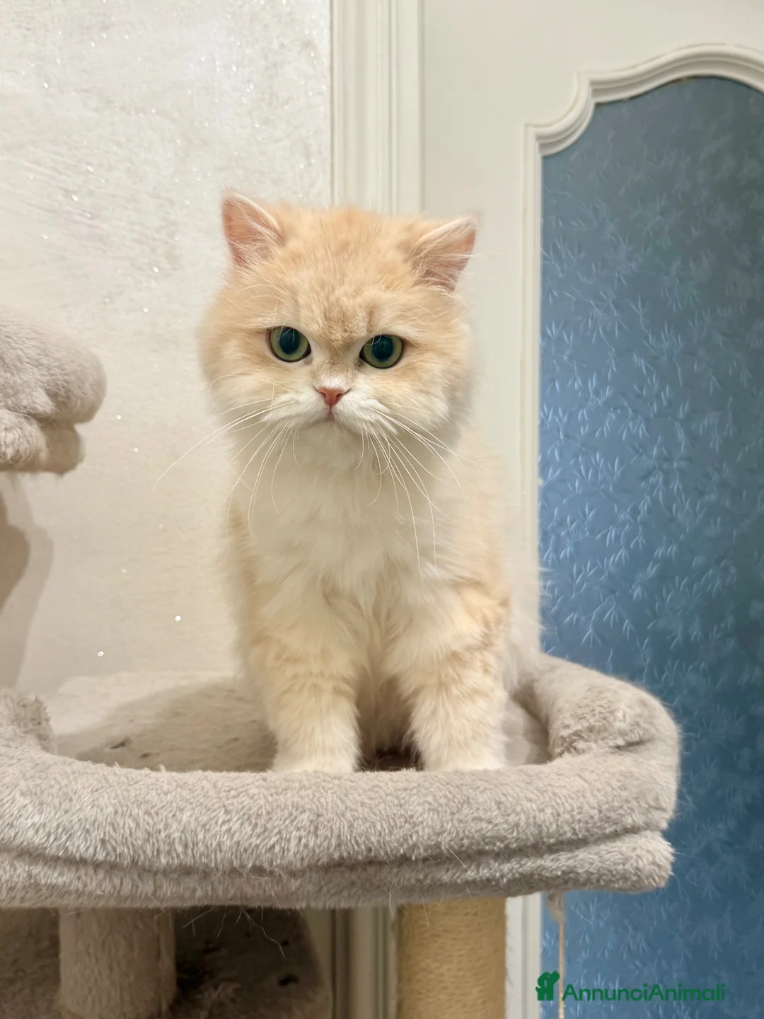 British gatti in vendita: British longhair  femmina lilac golden  - Annuncio 2