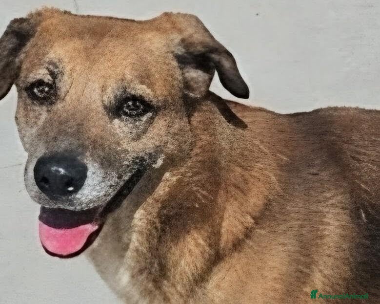 Meticcio cani 16 kg, 4 anni rischia il canile    - Annuncio 21