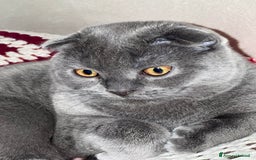 Scottish gatti in vendita: Gattine British a Città Metropolitana di Torino - Immagine 8