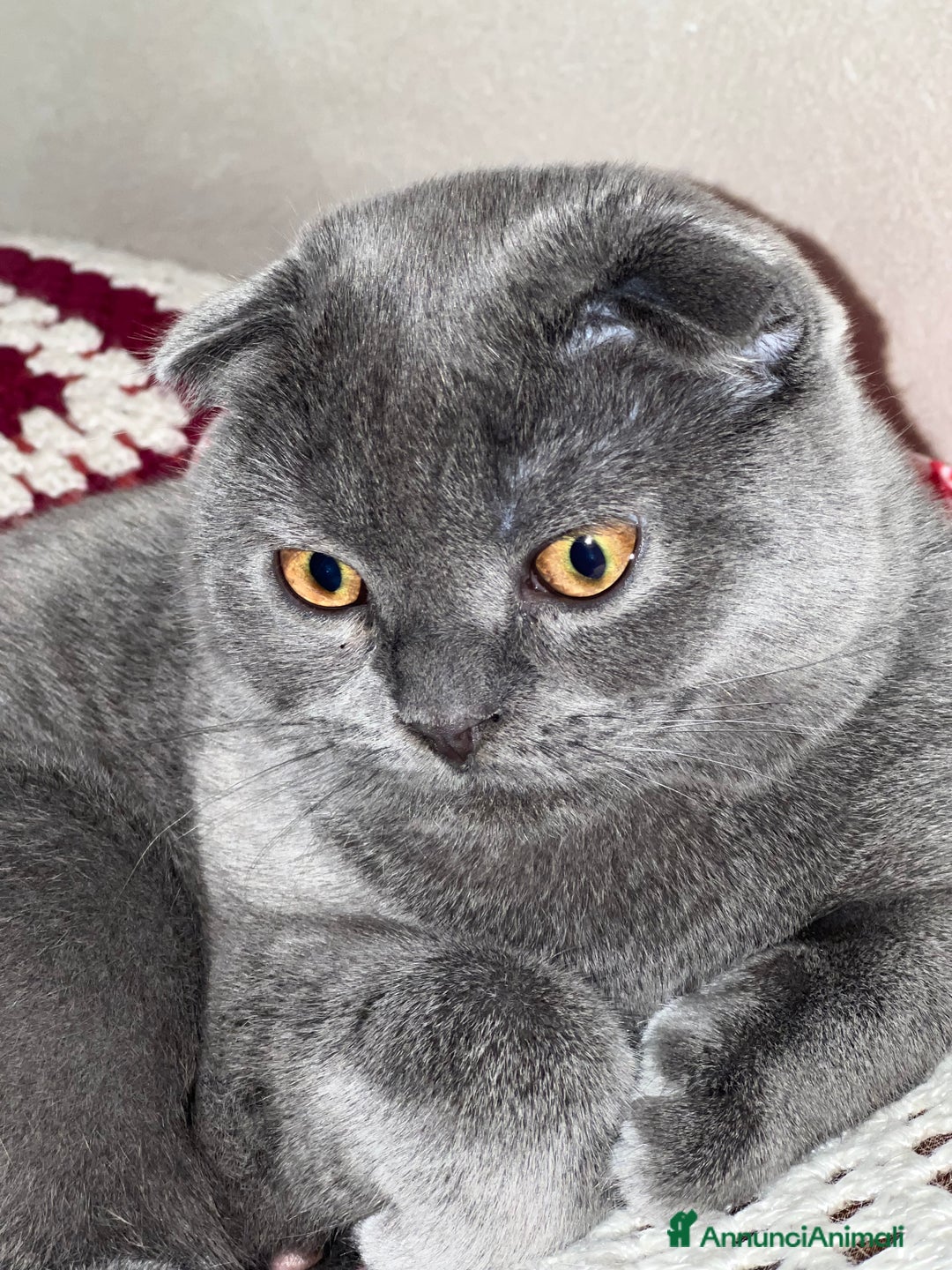 Scottish gatti in vendita: Gattine British a Città Metropolitana di Torino - Immagine 8