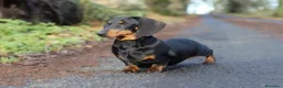Bassotto cani in vendita: Bassotti Nani  - Annuncio 13