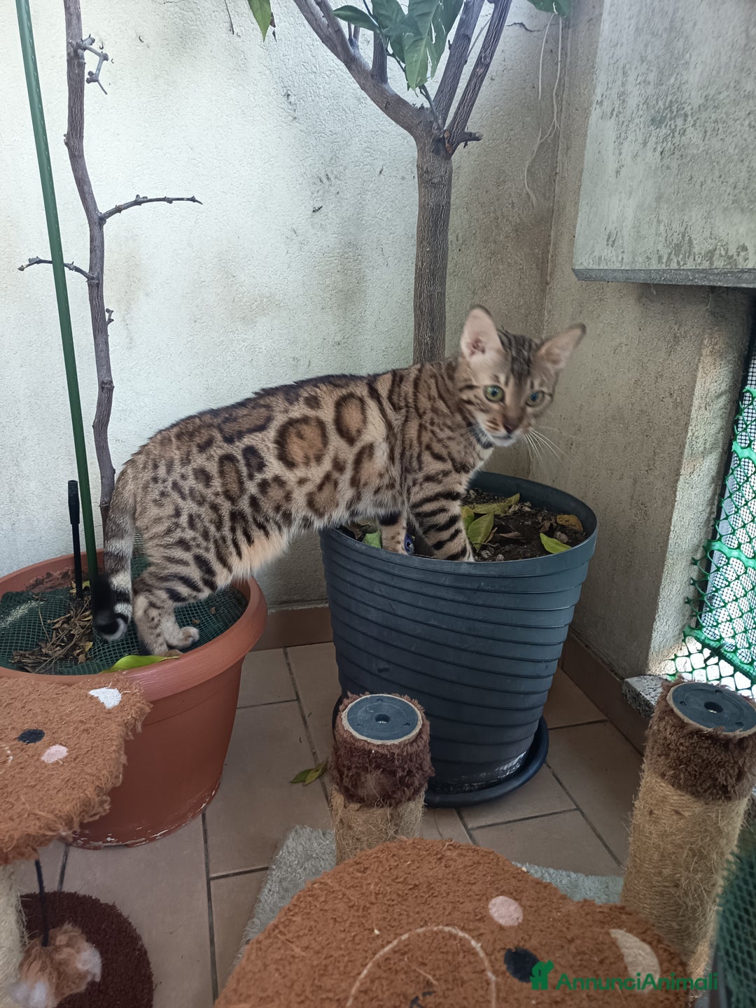 Bengala gatti in vendita: feminuccia Bengala  - Annuncio 3