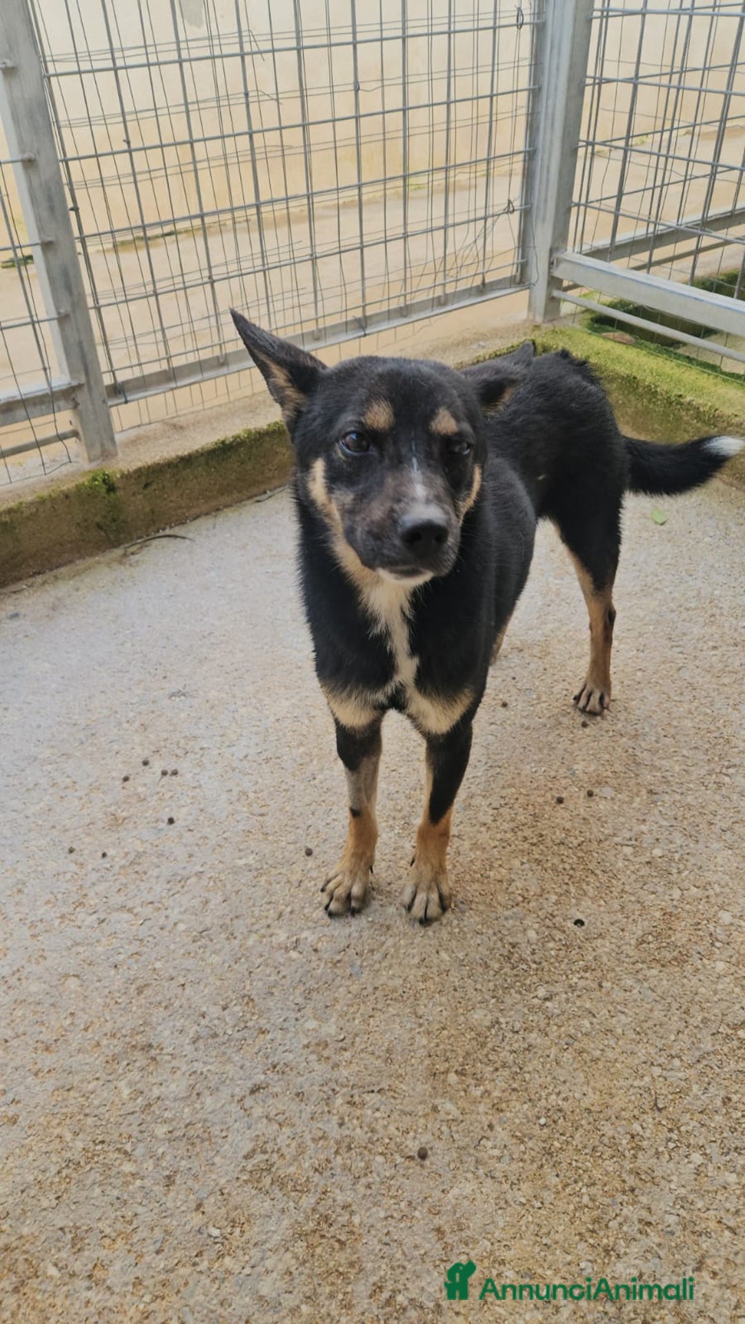 Meticcio cani in regalo: Nadir: lupetto taglia piccola socievole coccolone  - Annuncio 2