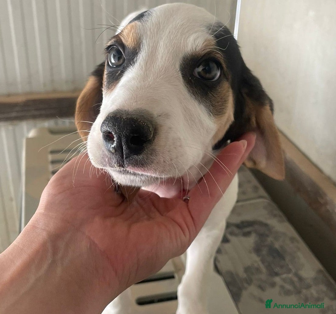 Meticcio cani LA PICCOLA E DOLCE SELENE - Annuncio 2