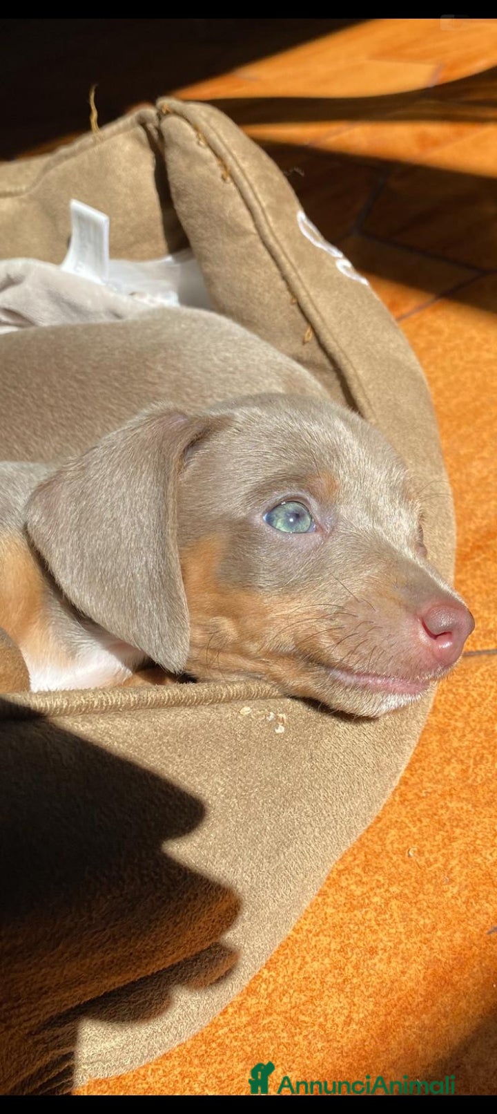 Bassotto cani Cucciolo bassotto isabella nano - Annuncio 32