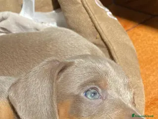 Bassotto cani Cucciolo bassotto isabella nano - Annuncio 32