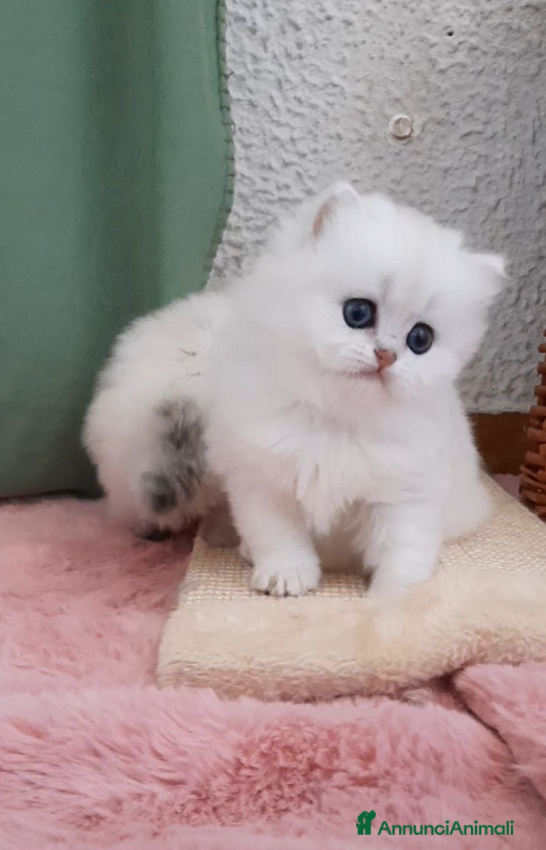 British gatti in vendita: Cuccioli British longhair con pedigree  - Annuncio 4