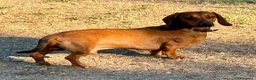Bassotto cani per accoppiamento: Cesare cerca moglie a Città metropolitana di Roma Capitale - Annuncio 2