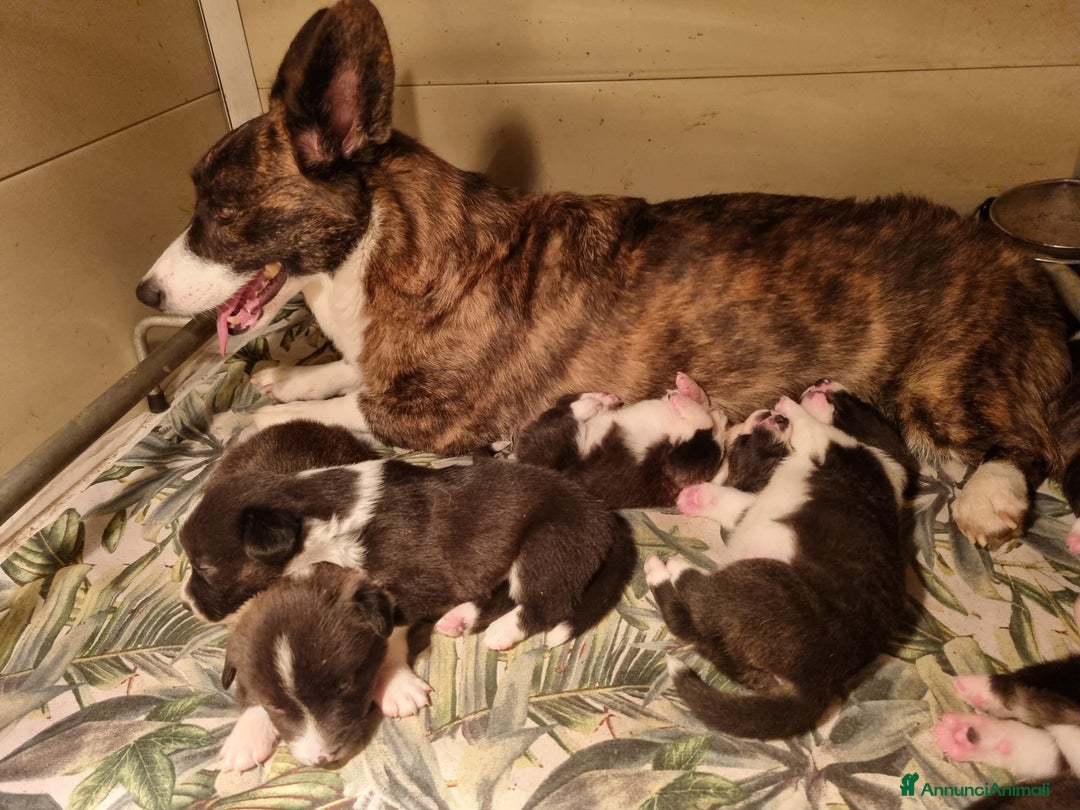 Corgi Cardigan cani in vendita: WELSH CORGI CARDIGAN - Annuncio 13