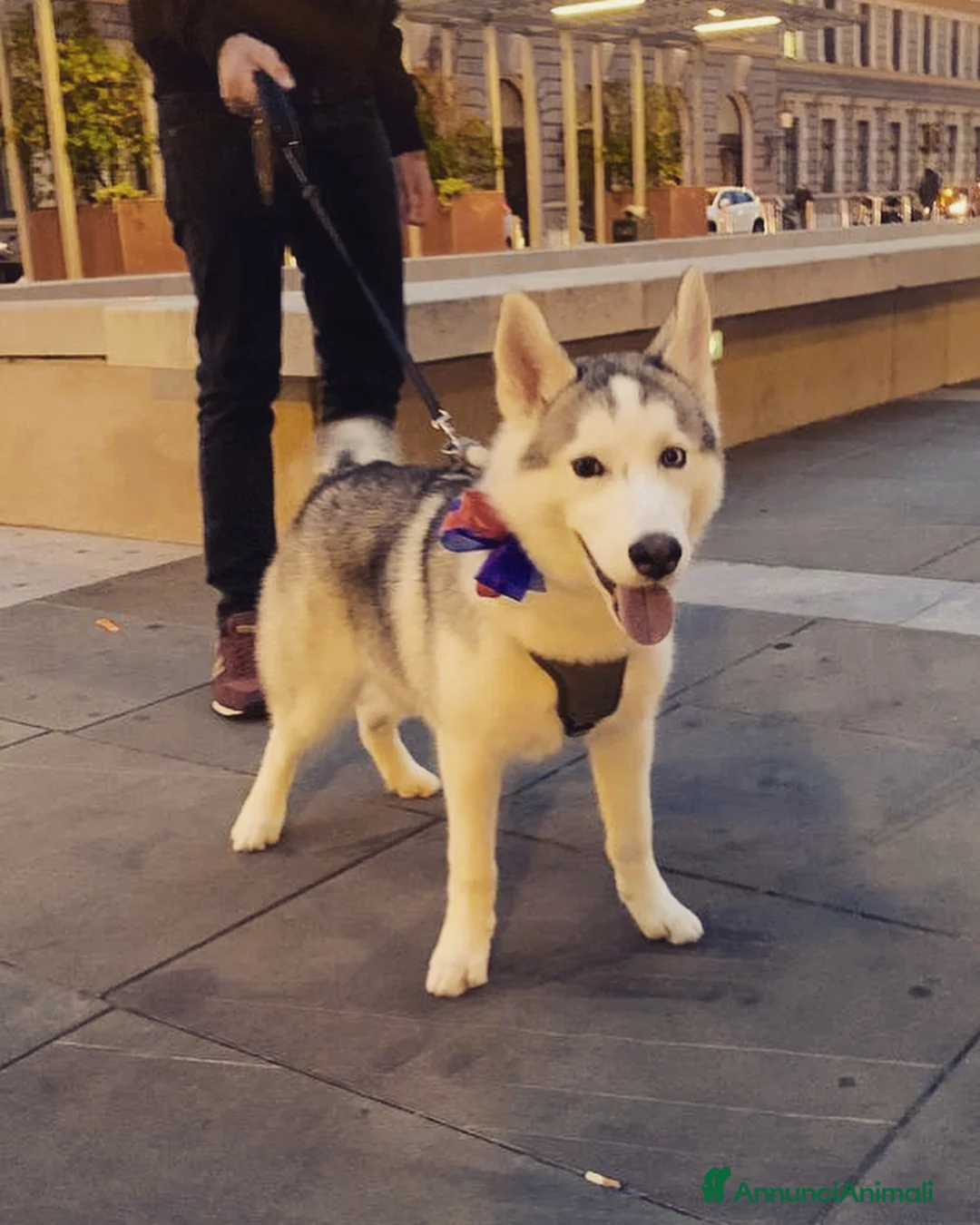 Husky cani in regalo: Siberian Husky - Annuncio 3