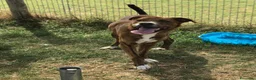Boxer cani in regalo: Rap, simpaticissimo simil boxerino a Provincia di Latina - Annuncio 2