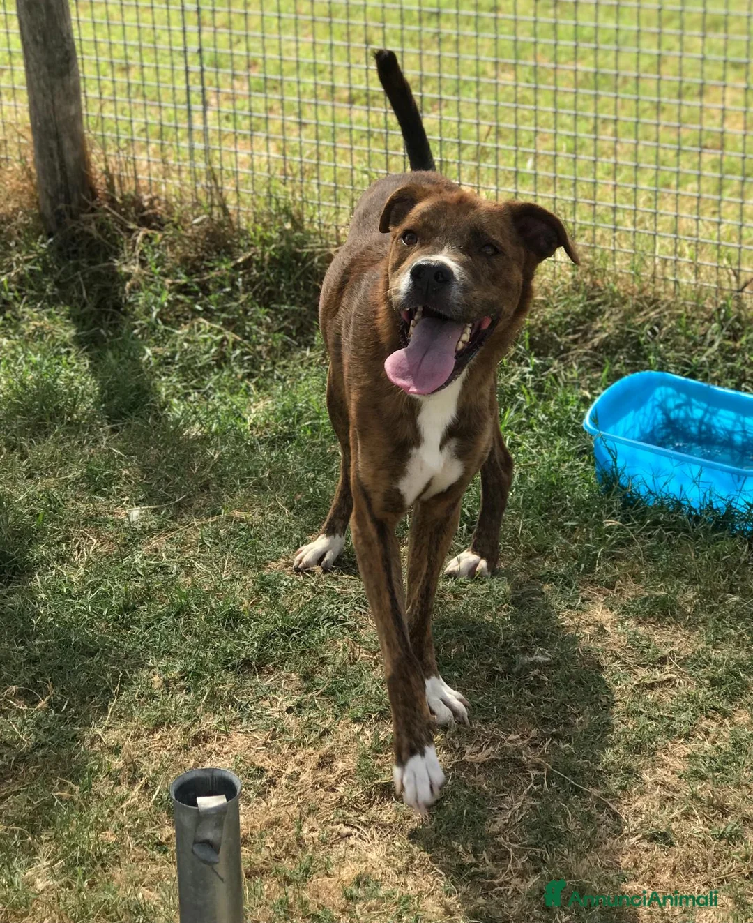 Boxer cani in regalo: Rap, simpaticissimo simil boxerino a Provincia di Latina - Annuncio 2