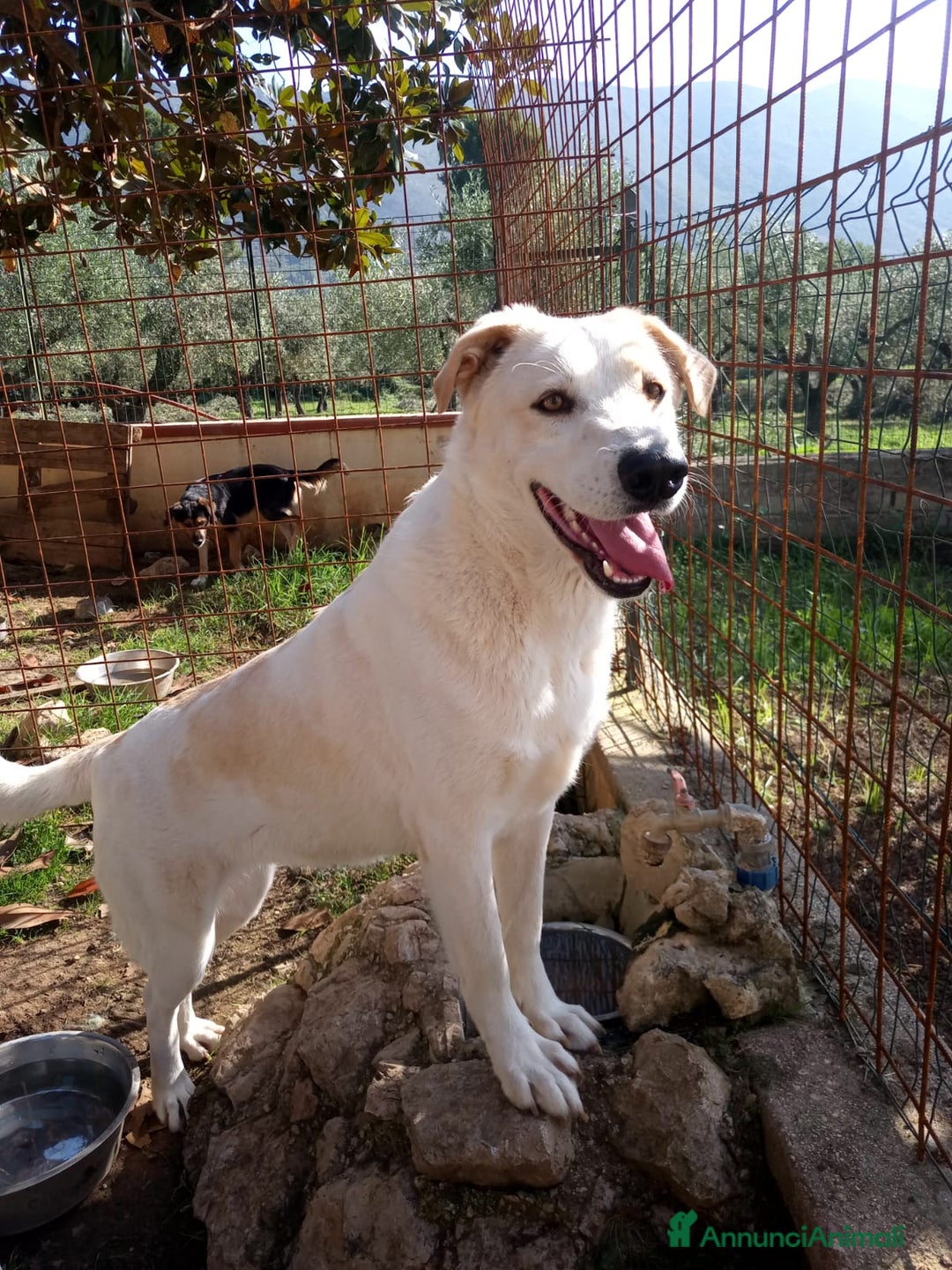 Meticcio cani in regalo: Nuage: cucciolona taglia media socievole  a Città Metropolitana di Genova - Annuncio 4