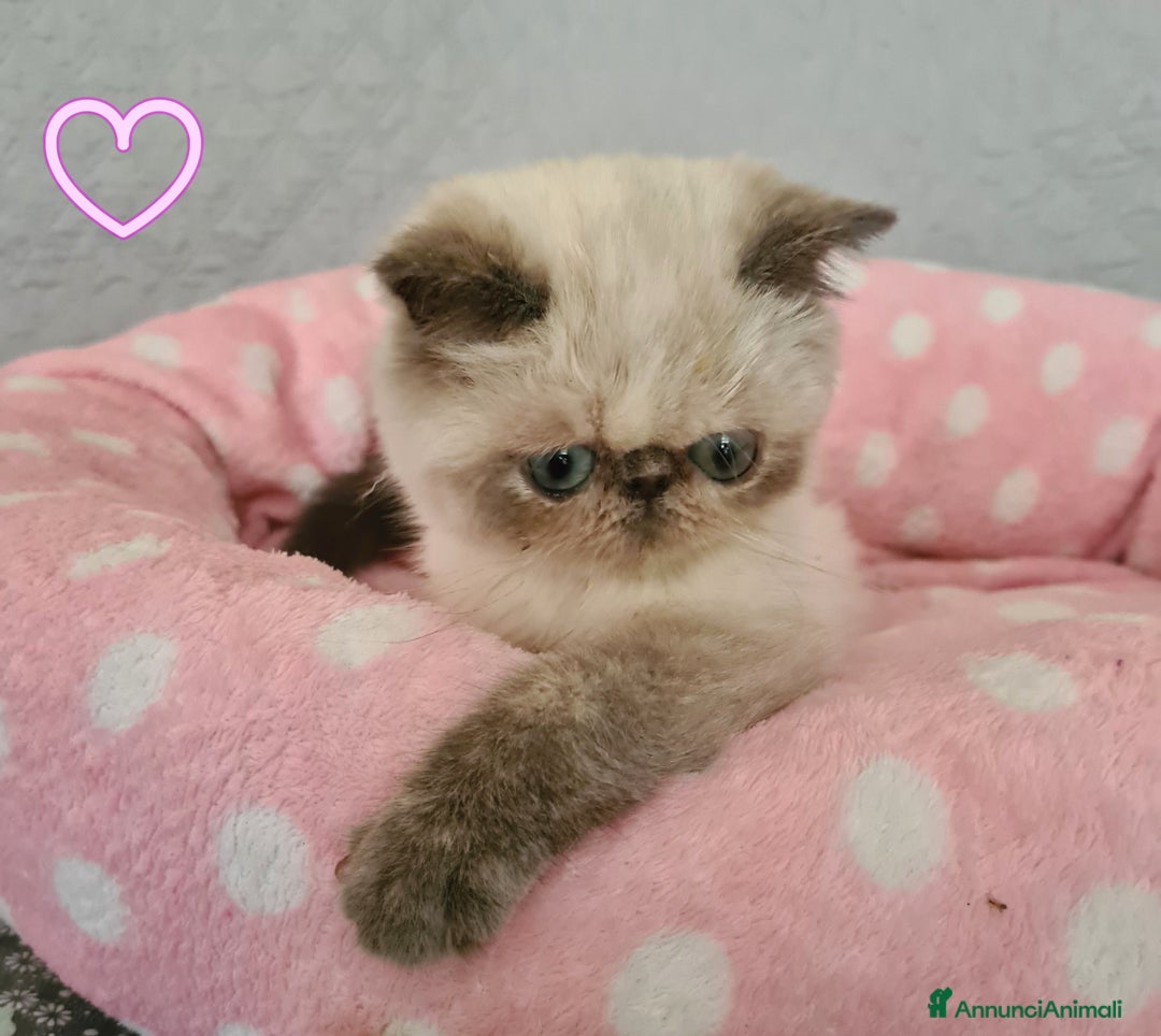 Exotic Shorthair gatti in vendita: Cucciola Exotic Shorthair  a Provincia del Verbano-Cusio-Ossola - Immagine 6