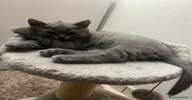 British gatti - Annuncio 2