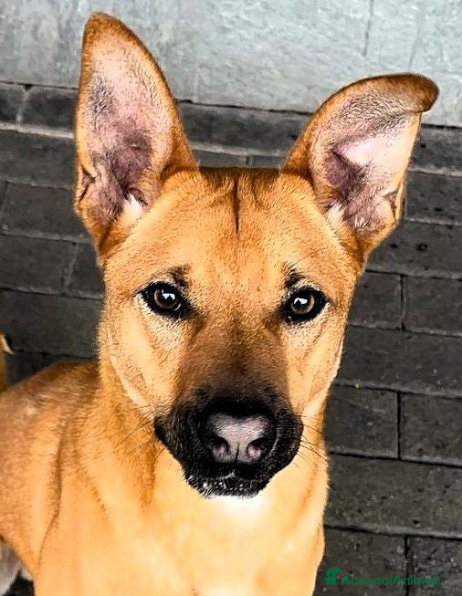 Meticcio cani SIMBA CAGNOLINO ALLEGRO - Annuncio 27