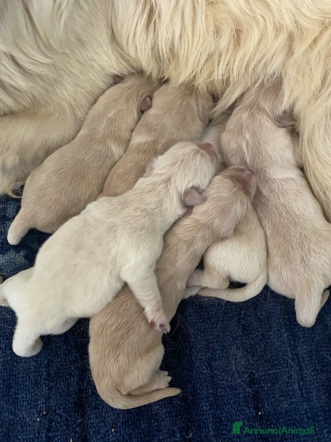 Golden Retriever cani in vendita: Golden retriever angloamericani  - Annuncio 1