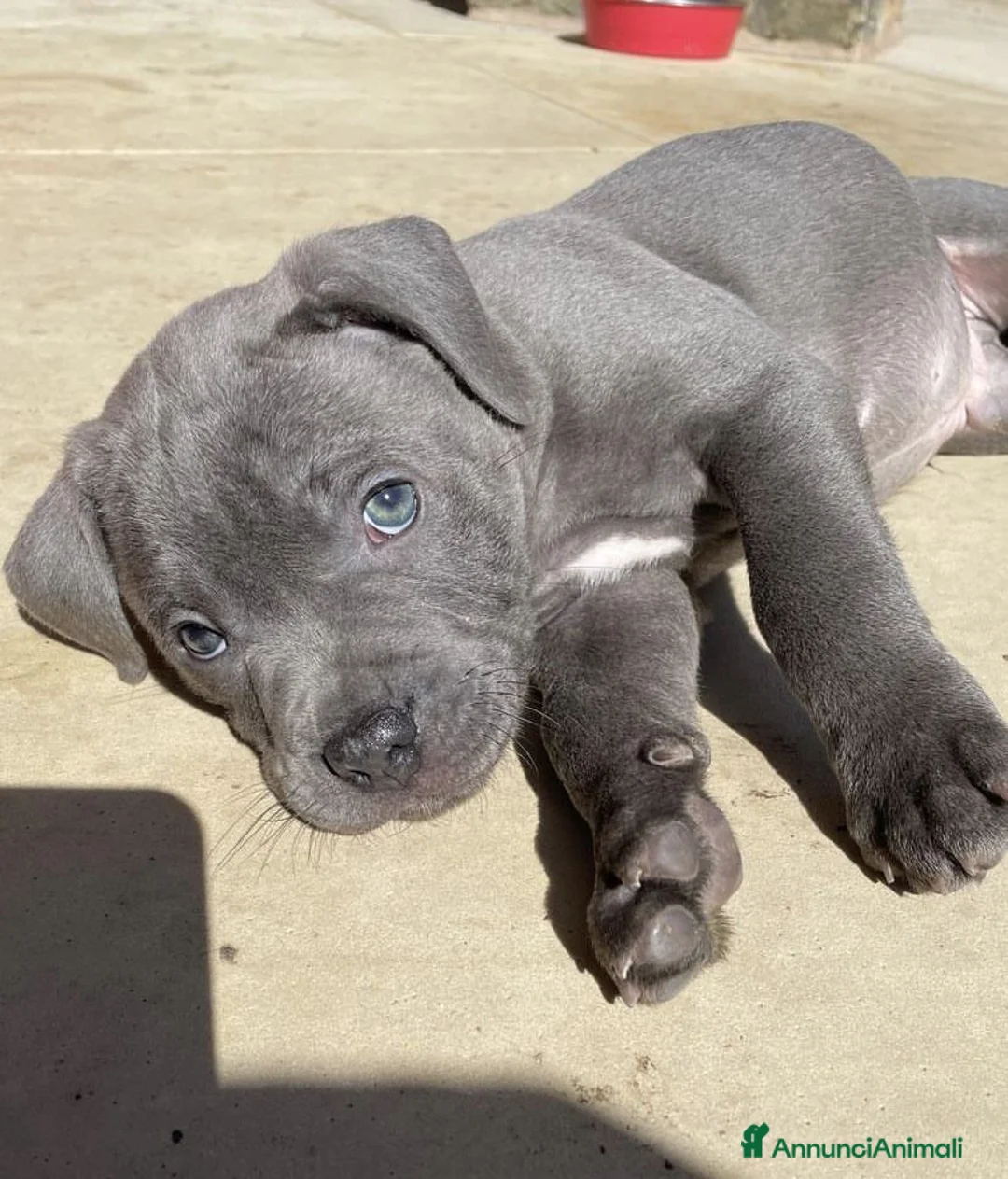 Pitbull cani in regalo: American Pitbull Terrier - Annuncio 5