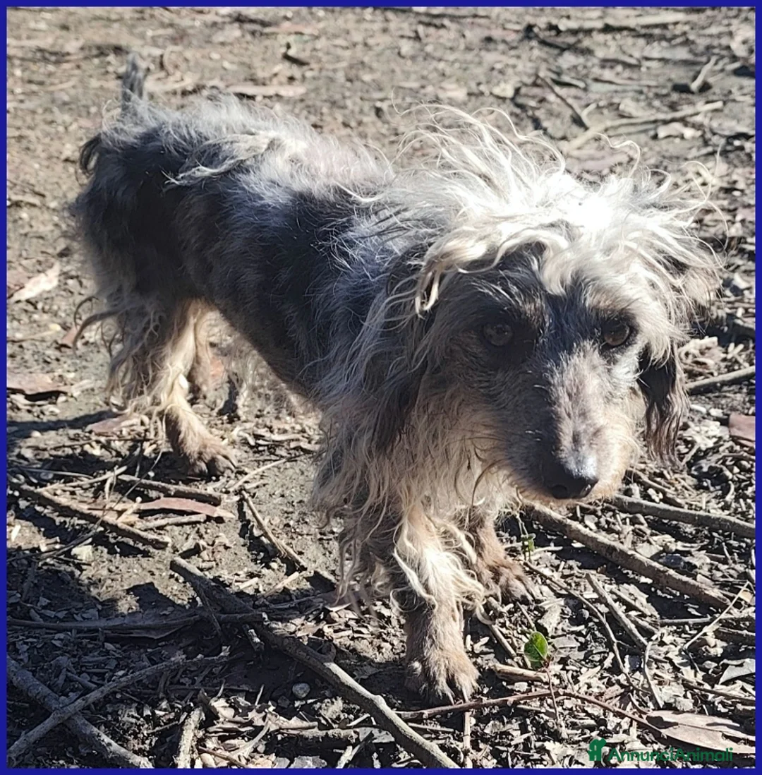 Meticcio cani in regalo: SHENZI SIMIL BASSOTTINA TG PICCOLA, 5 ANNI - Annuncio 11