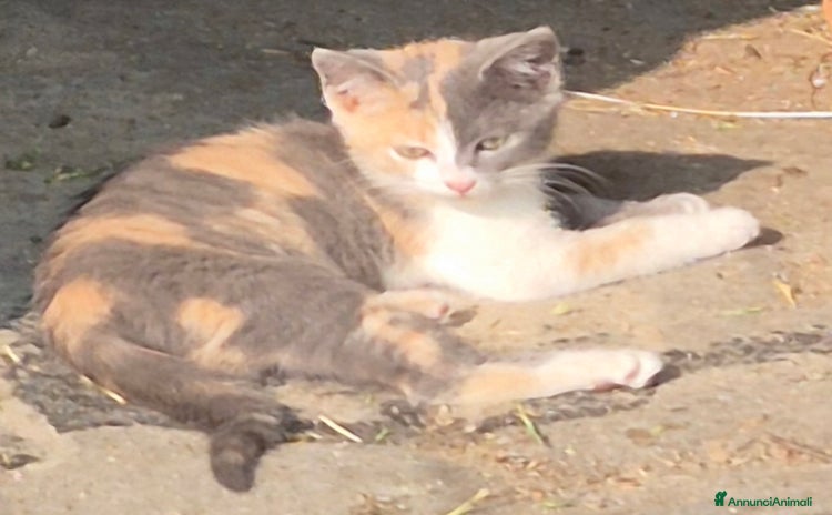 Persiano gatti a Provincia di Pavia - Annuncio 8