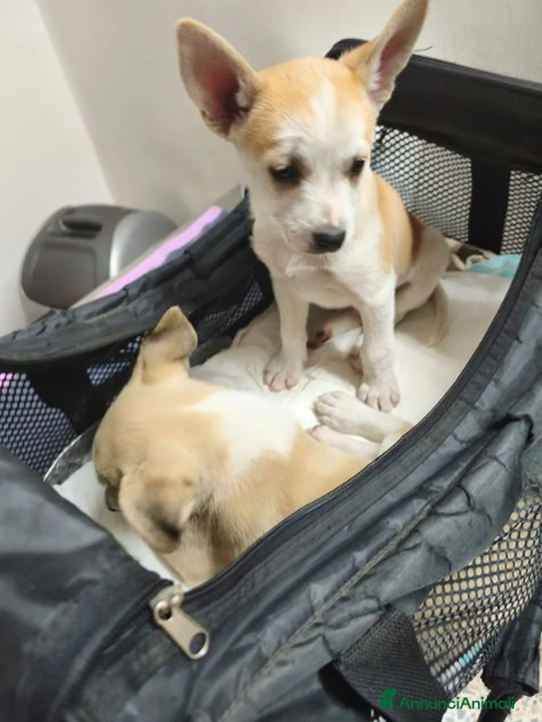 Meticcio cani in regalo: SOLE bellissima dolce cucciola tg contenuta - Annuncio 2