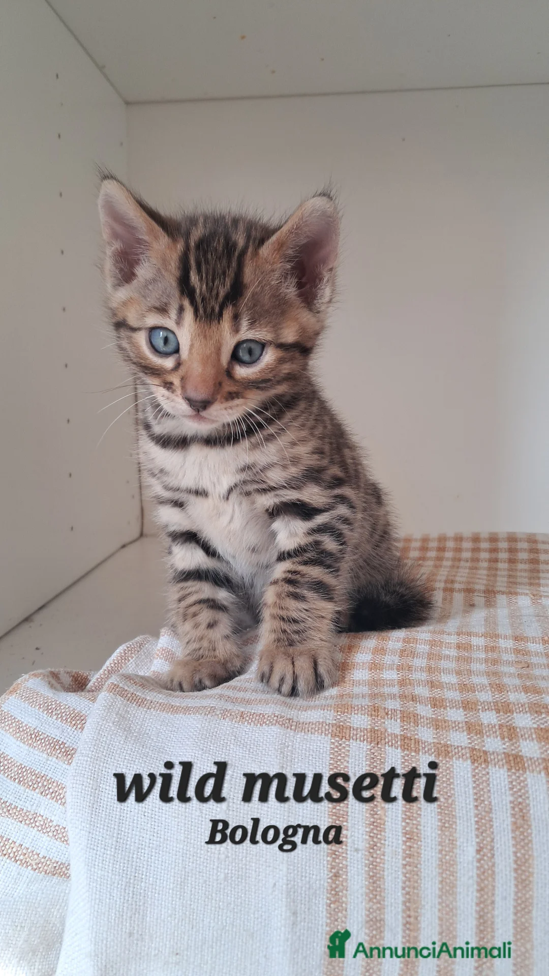 Bengala gatti in vendita: Cuccioli gatti Bengala  a Città Metropolitana di Firenze - Annuncio 2