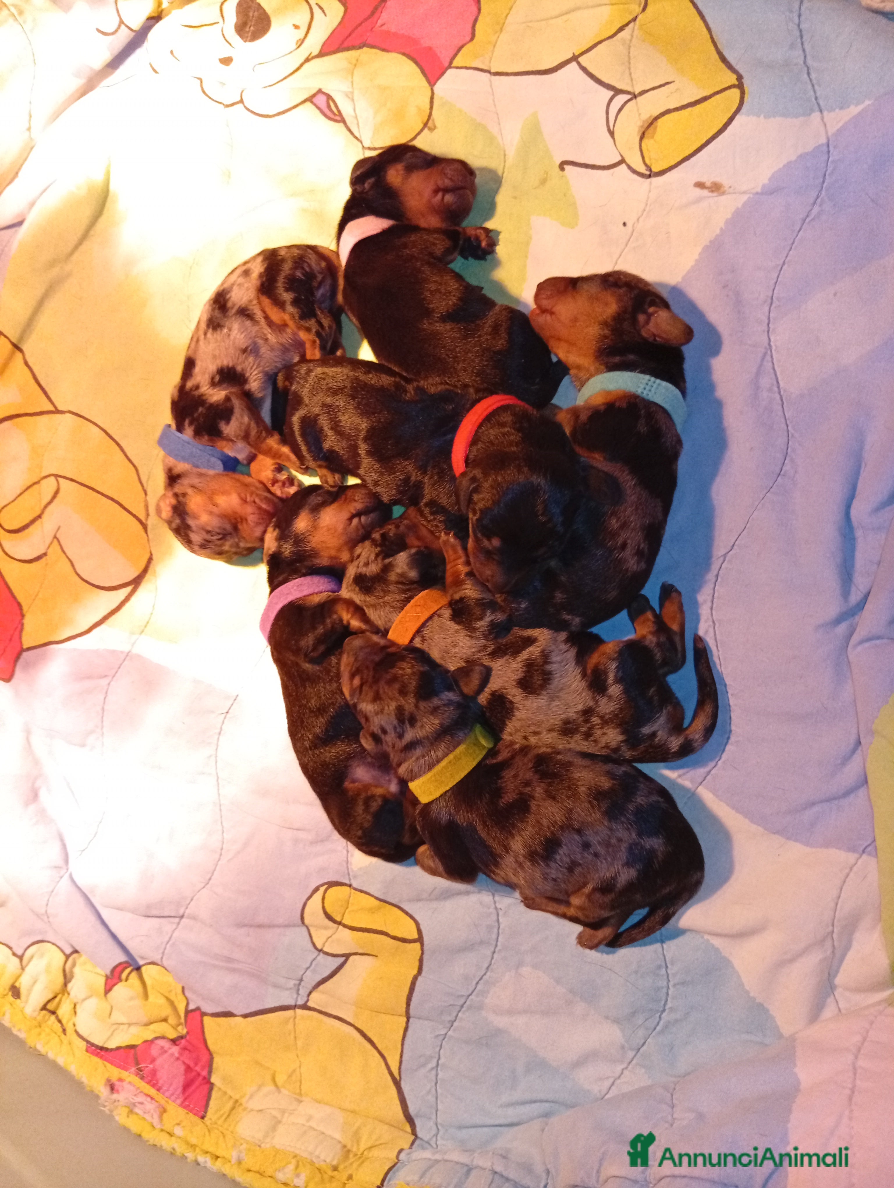 Bassotto cani Bassotti cuccioli disponibili  - Annuncio 2