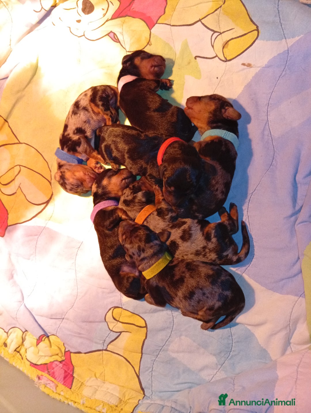 Bassotto cani in vendita: Bassotti cuccioli disponibili  - Annuncio 2