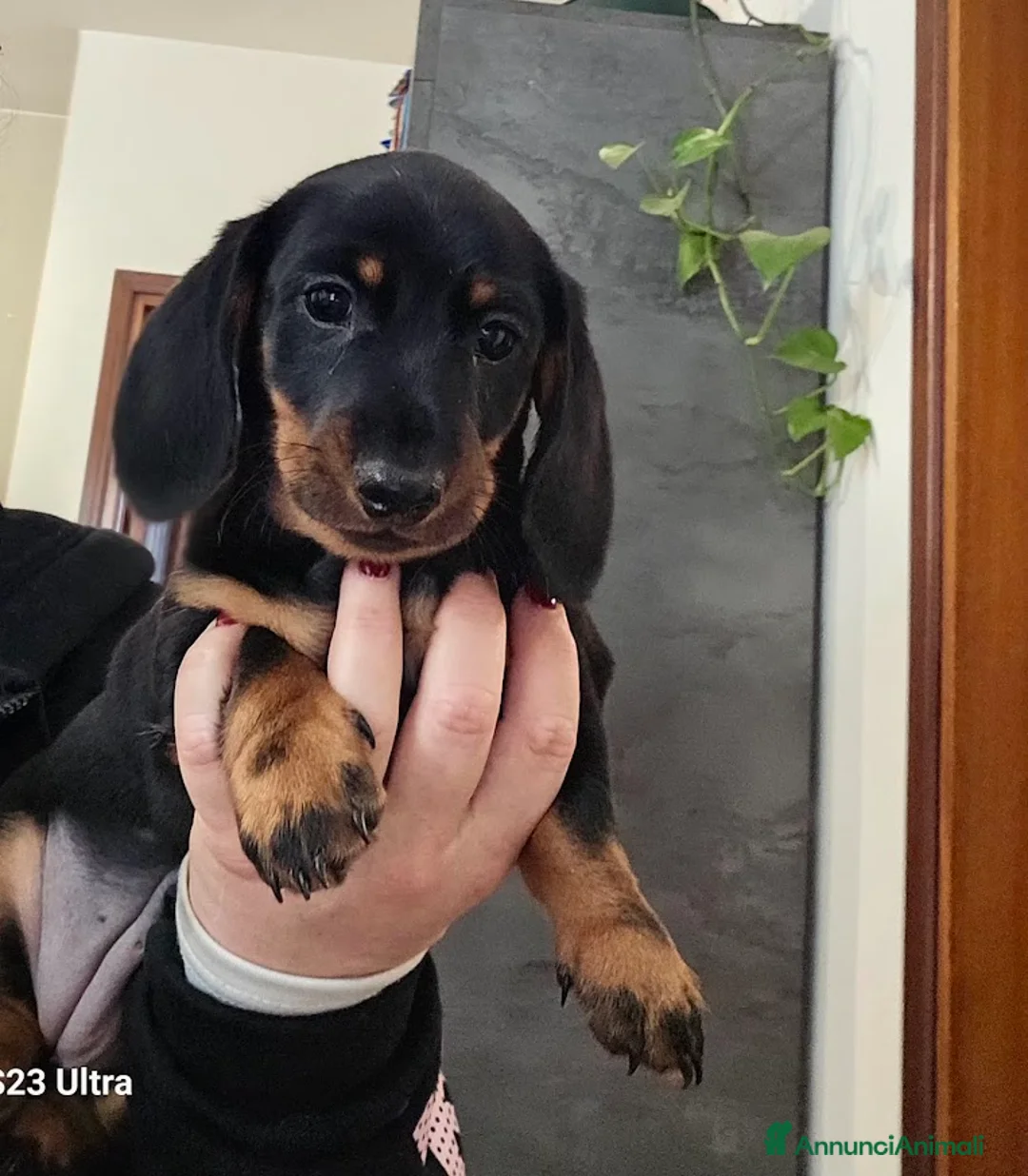 Bassotto cani in vendita: femmina bassotto nano pelo corto a Provincia di Treviso - Annuncio 10