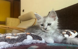 Maine Coon gatti in vendita: Maine Coon pedigree Anfi a Provincia di Modena - Immagine 11