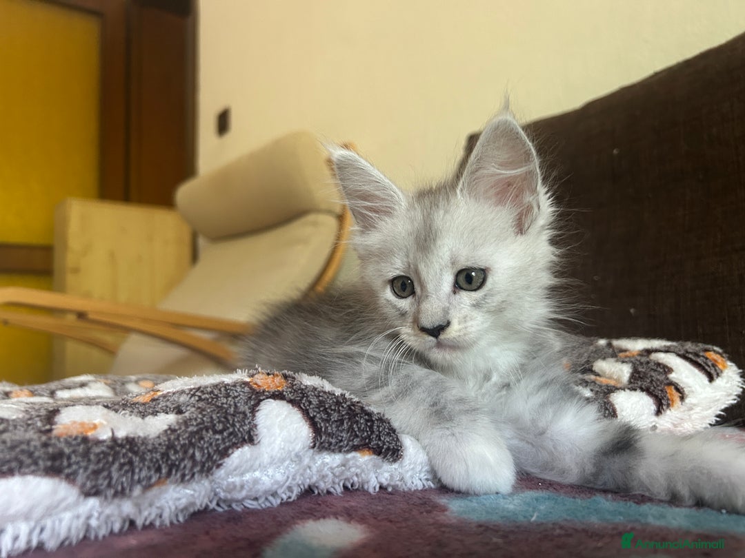 Maine Coon gatti in vendita: Maine Coon pedigree Anfi a Provincia di Modena - Immagine 11
