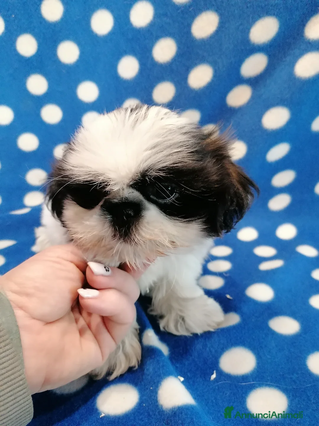 Shih Tzu cani in vendita: Shih Tzu cucciolo maschio taglia piccolissimo - Annuncio 2