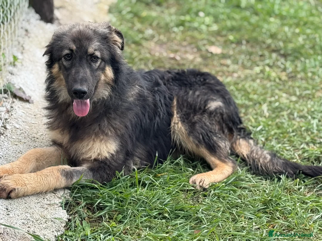 Meticcio cani in regalo: Principessa meravigliosa lupetta in canile - Annuncio 2