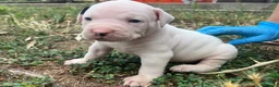 Bulldog cani in vendita: American Bulldog - Annuncio 10