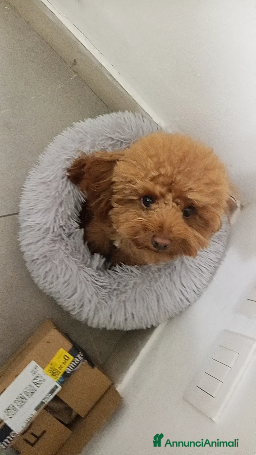 Barboncino Toy cani per accoppiamento: Barboncino Toy per monta  a Provincia di Piacenza - Annuncio 3