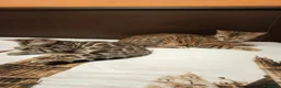 Bengala gatti in vendita: la meraviglia di Selected Breed 🥰 - Annuncio 5
