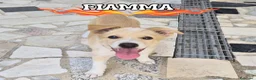 Meticcio cani in regalo: FIAMMA 🩷  IL CORAGGIO HA QUATTRO ZAMPE a Provincia di Asti - Annuncio 2