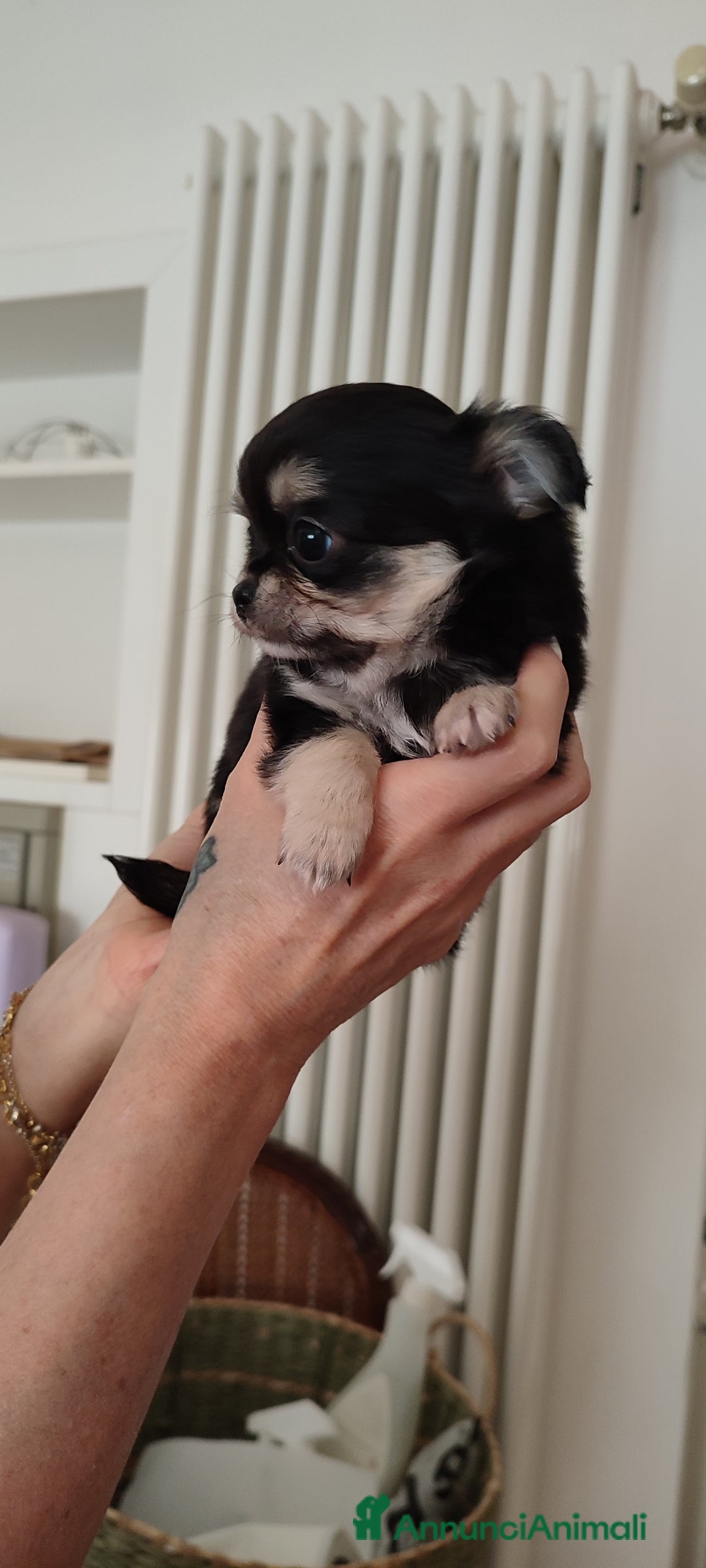 Chihuahua cani in vendita: Chihuahua cuccioli mini pedigree ENCI  - Annuncio 7