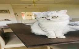 Scottish gatti per accoppiamento: Annuncio per accoppiamento  - Immagine 3